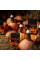 Лимитированный набор для ухода за автомобилем Shiny Garage Halloween Kit